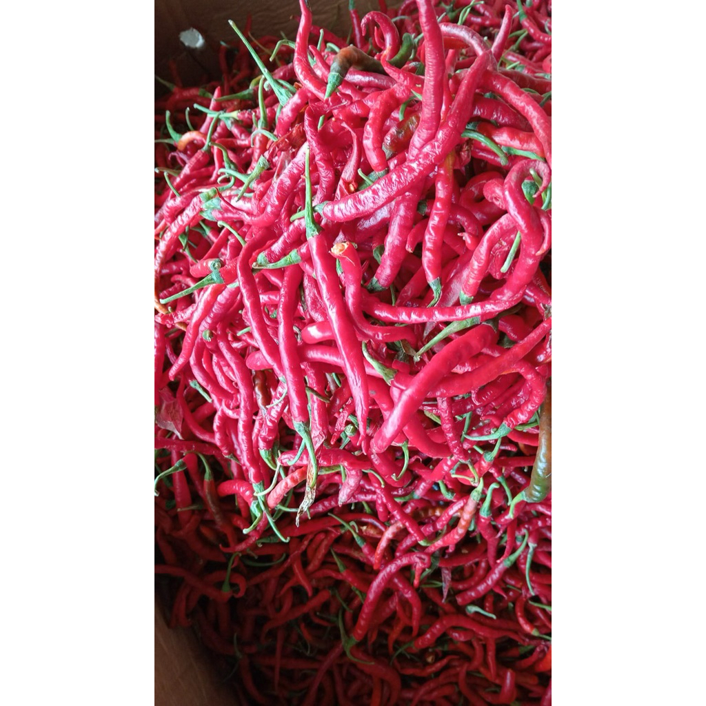 Cabe Merah Keriting 1kg
