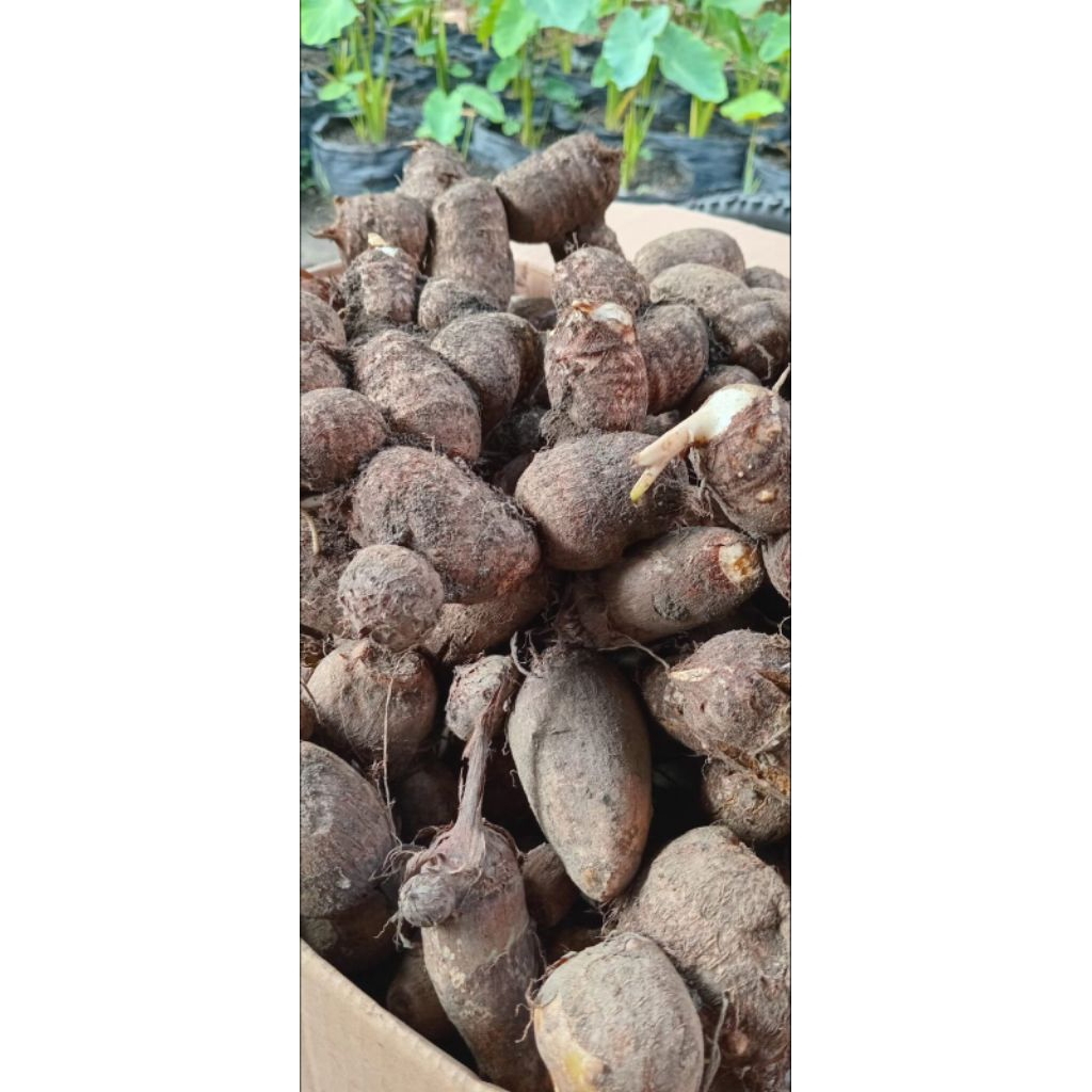 Talas jepang satoimo 3 kg