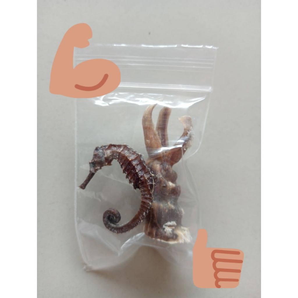 tangkur buaya kuda laut kering obat kuat herbal