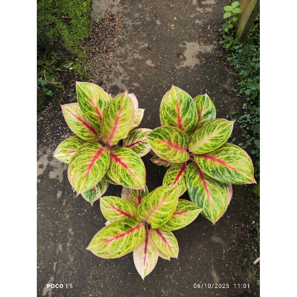 aglaonema mekarsari indukan