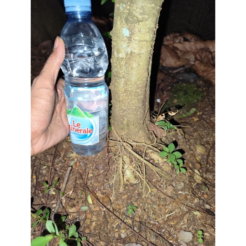 bahan bonsai bonggol anting putri besar