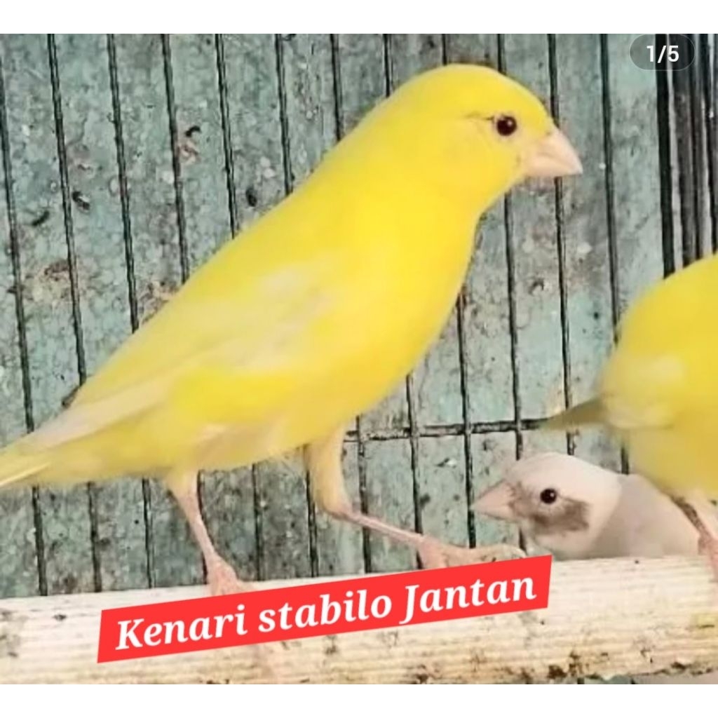 kenari loper stabilo jantan rajin riwikan