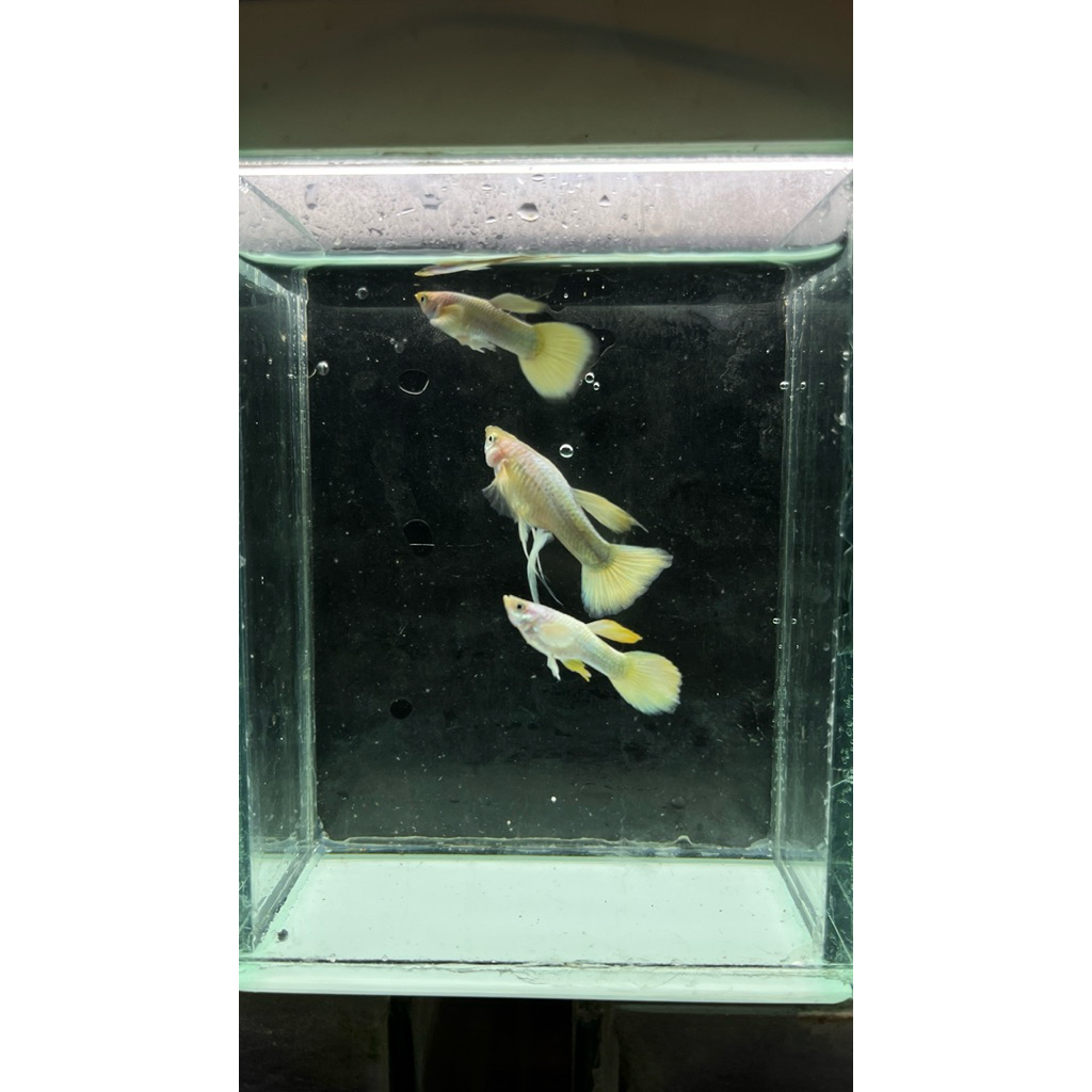 stiker guppy full gold ribon