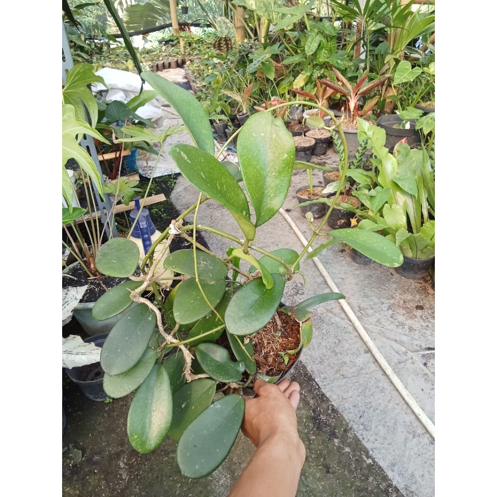 Tanaman Hias Hoya Difersipolia Rimbun