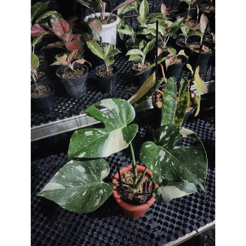 monstera monthai japan lab - monthai