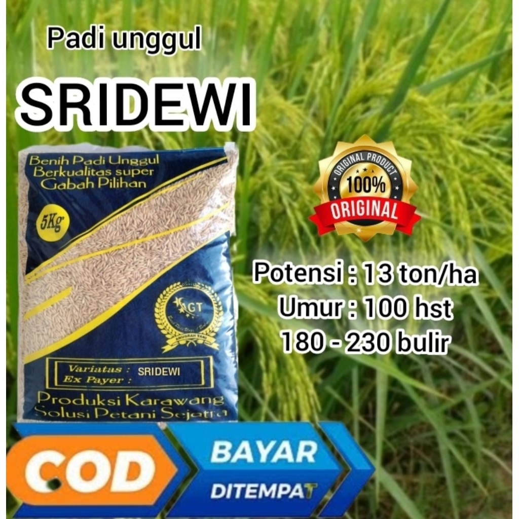 benih padi hibrida intani 602 / sridewi kemasan 5kg
