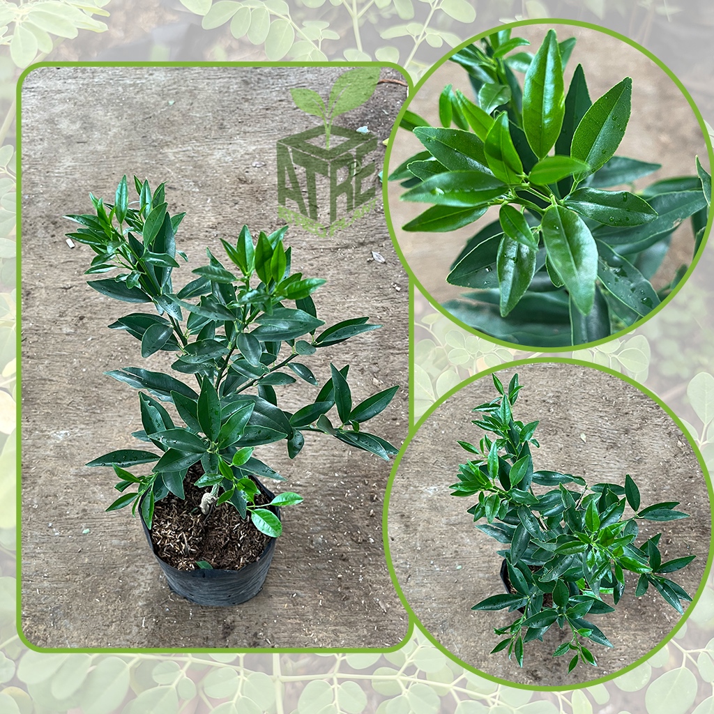 Bibit Tanaman Buah Jeruk Nagami Cepat Berbuah Tanaman Buah Jeruk