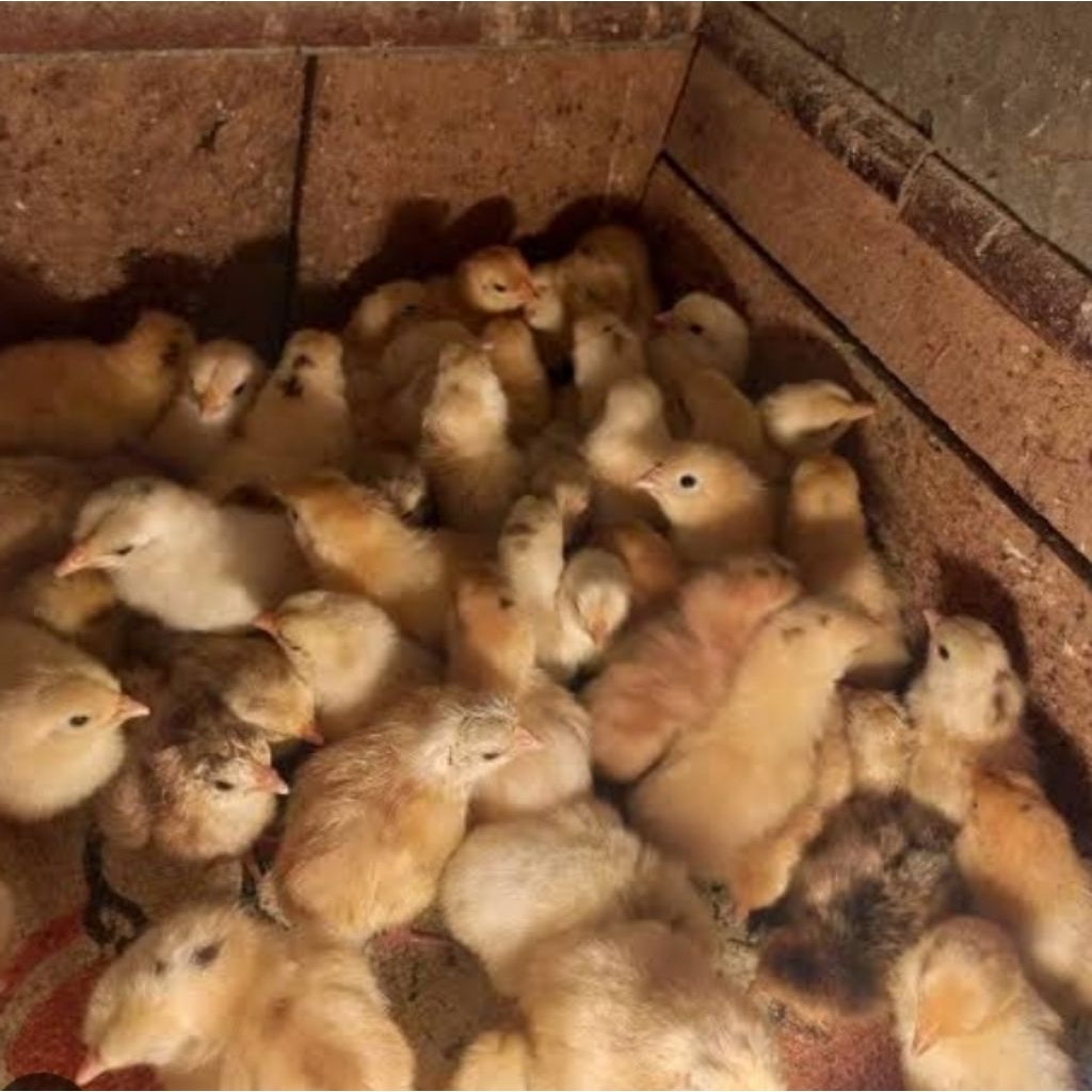 DOC Ayam Kampung Petelur (ELBA)