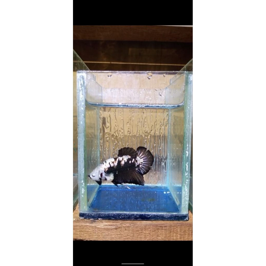 ikan cupang black mamba