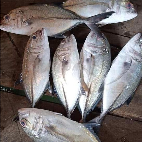 Ikan Kuwe Segar Ikan Kuwe 1Kg Ikan Kuwe Tengkek Ikan Kuwe Bongkok Ikan Kue Ikan Putih