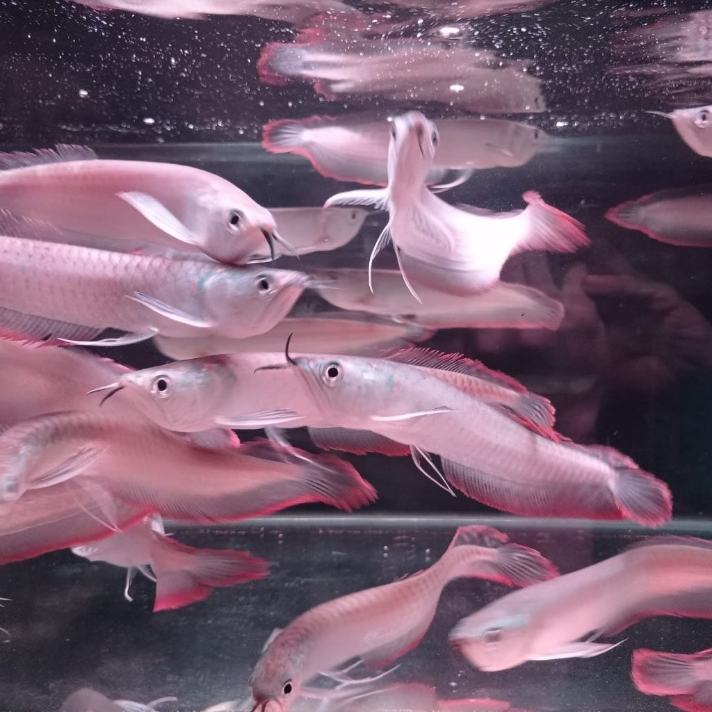 ARWANA SILVER RED GARANSI 14-15 CM BAGUS BERKUALITAS