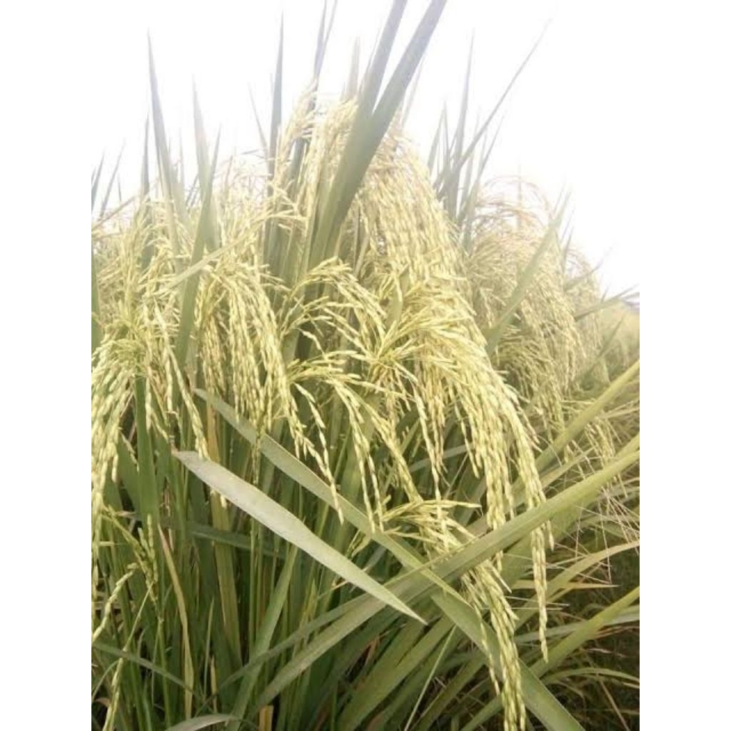 (1 KG) Benih Padi Unggul C600 (Ciherang 600) Kualitas Super