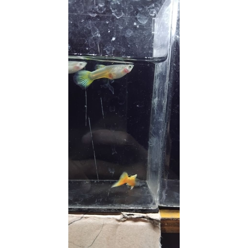 hiasan akuarium YELLOW PINGU isi 2 pair