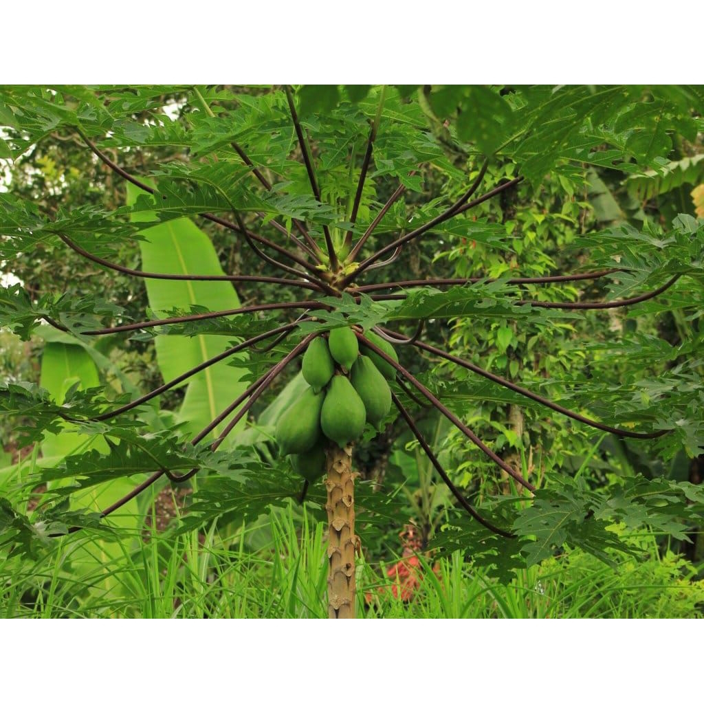 Buah pepaya ungu pepaya wulung segar 500 gram