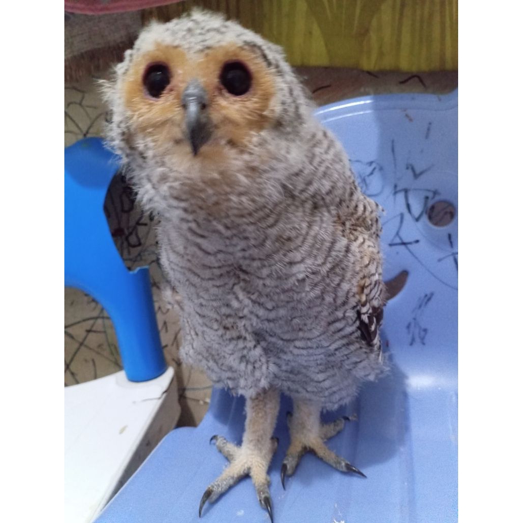 Strix seloputo BRancher