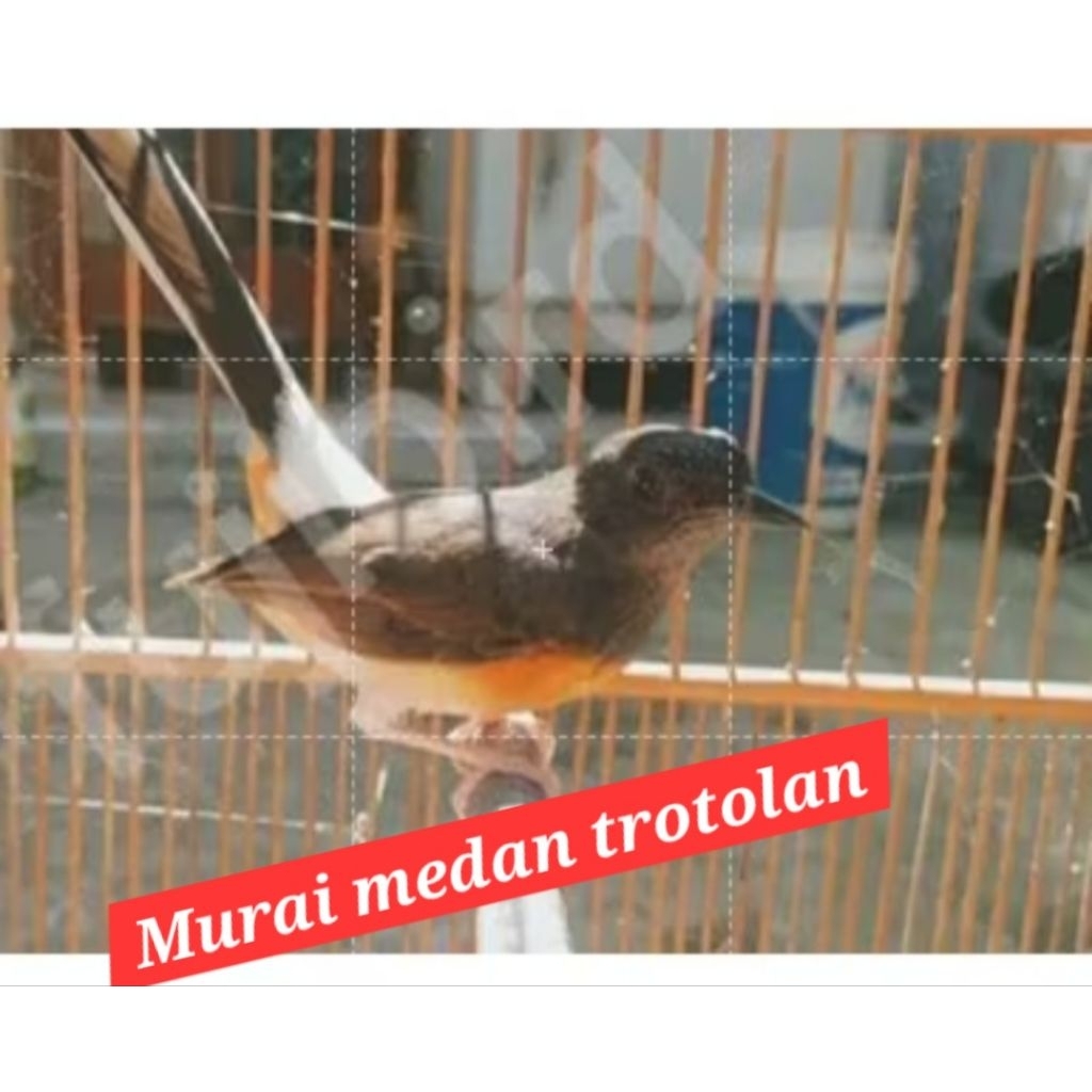 murai batu medan trotolan betina grade A