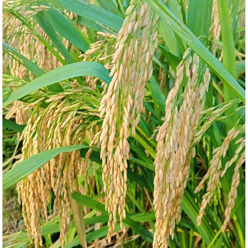 BENIH BIBIT PADI AGT 303/PADI UNGGUL 303 AGT KEMASAN 5KG