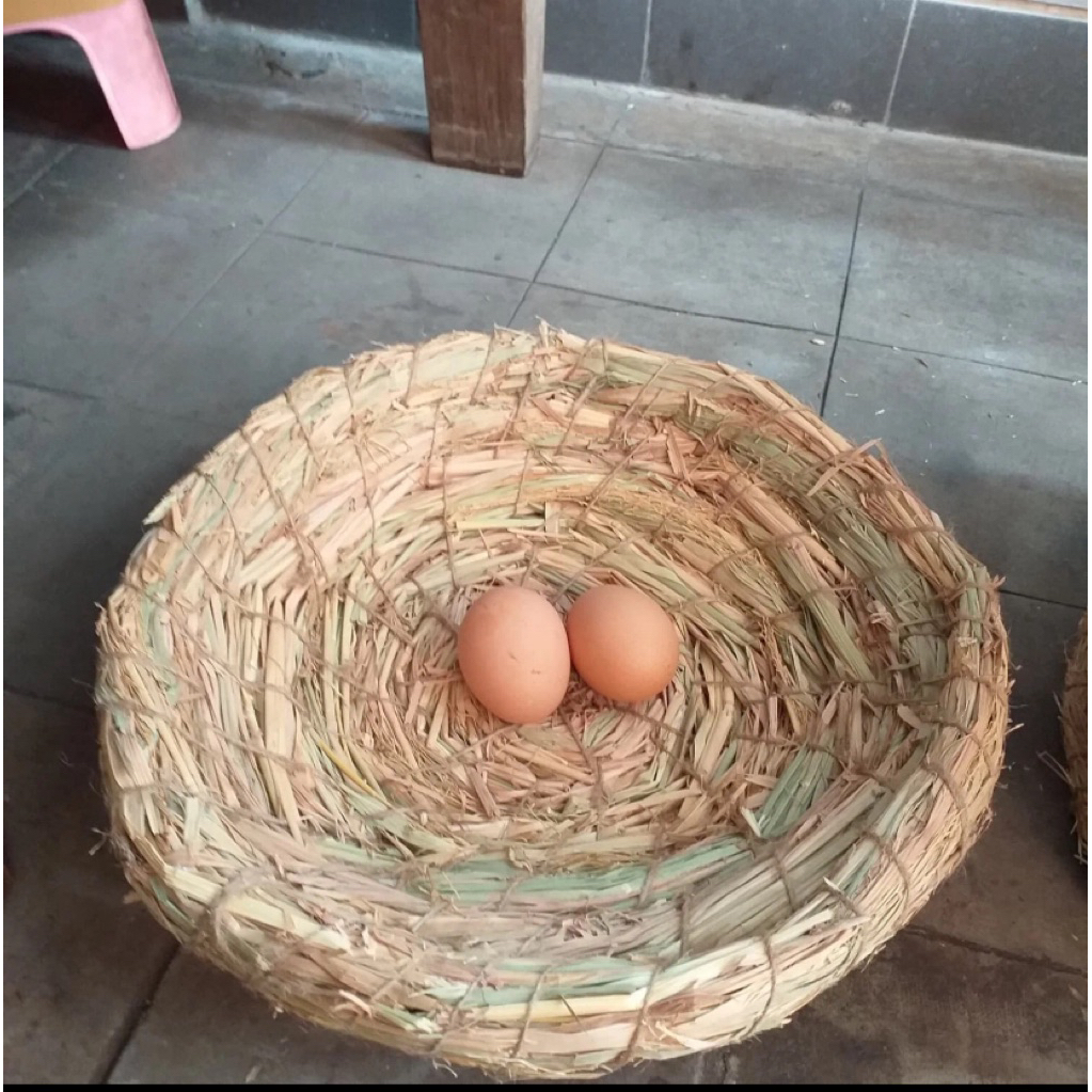 tarangan tempat bertelur ayam sarang bertelur ayam