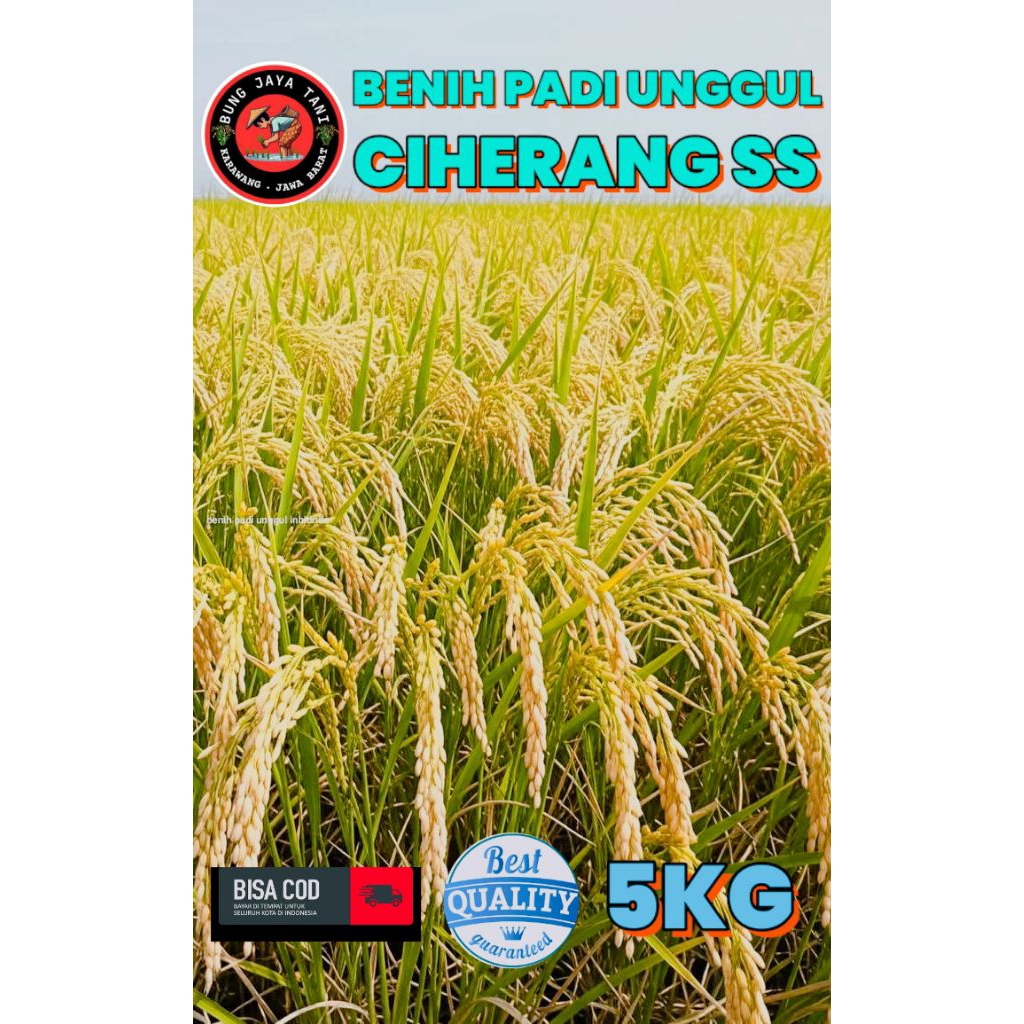 BENIH PADI UNGGUL BERKUALITAS CIHERANG SS KEMASAN 5KG