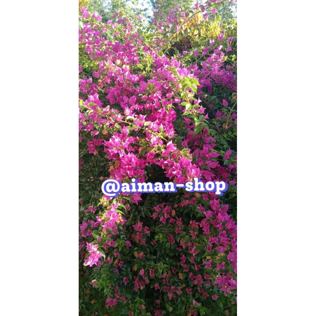 Stek bibit bunga Bougenville ungu