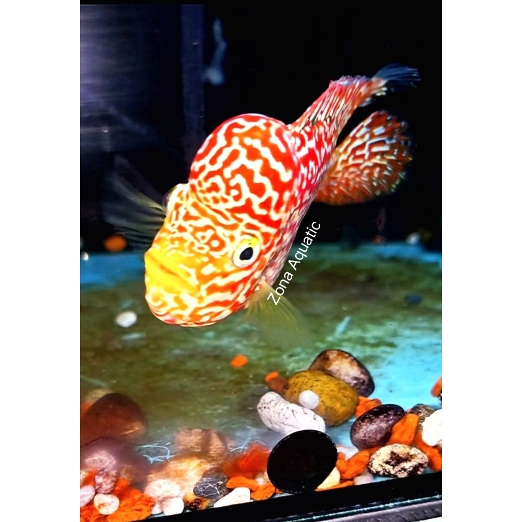 Zona Aquatic GB kamfa F3 Mongkol 4-5cm