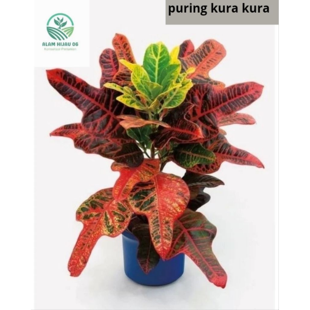 tanaman hias Puring Kura-Kura - Puring Kura Kura Asli Original Penyejuk Udara Segar