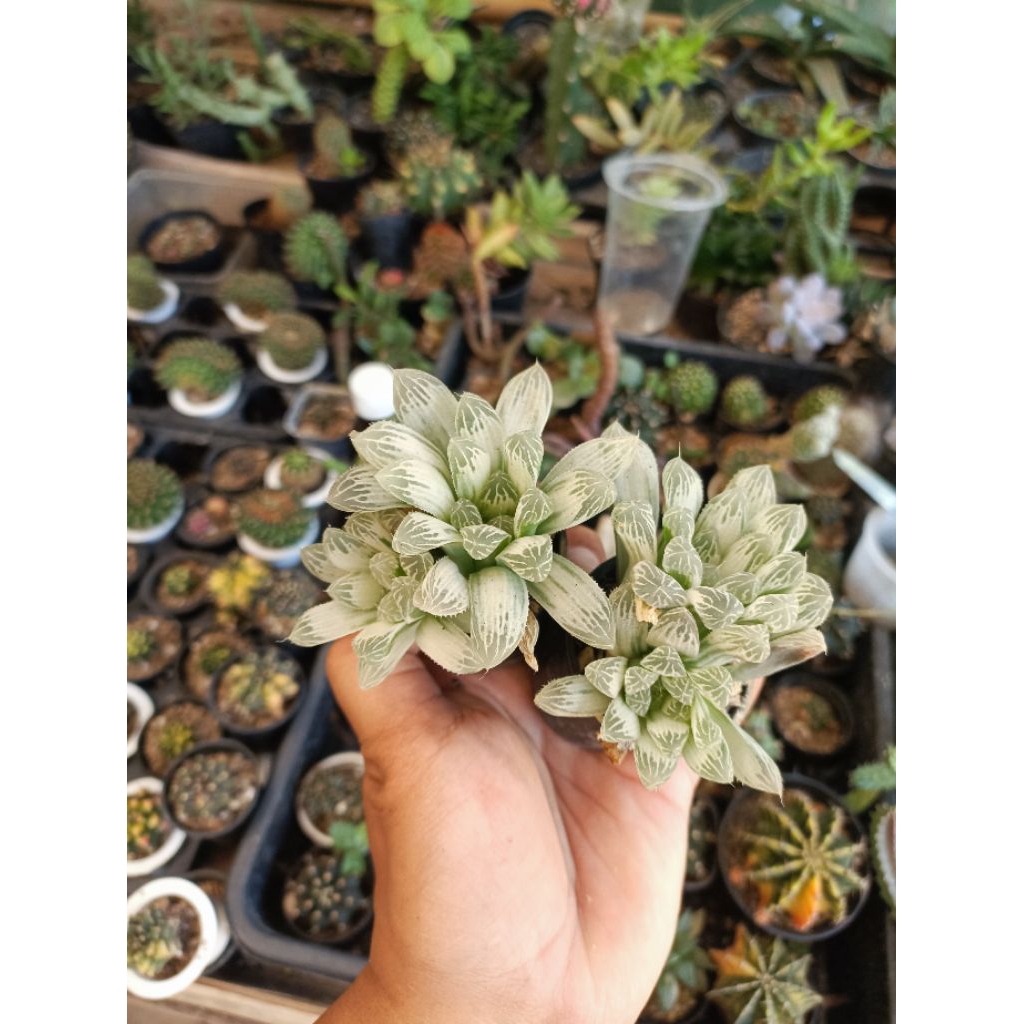 haworthia cooperi silver / haworthia cooperi white