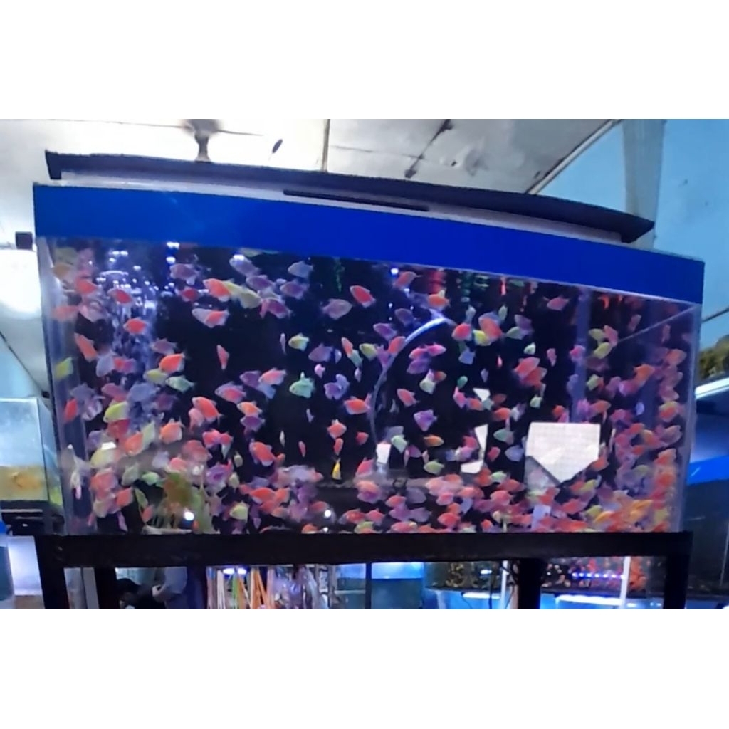Hiasan akuarium(paket25ekor)glowfish tetra warna-warni air tawar aquascape