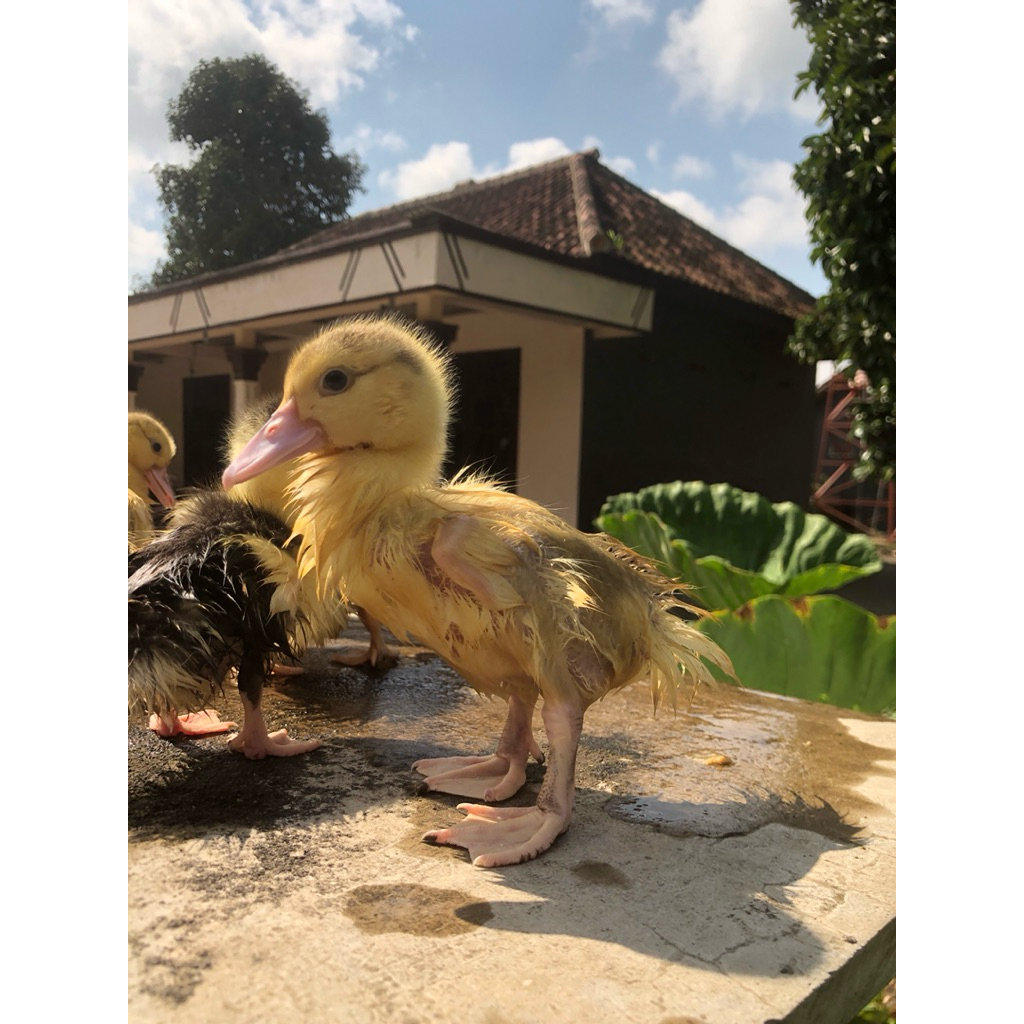 minti entok jumbo X Rambon