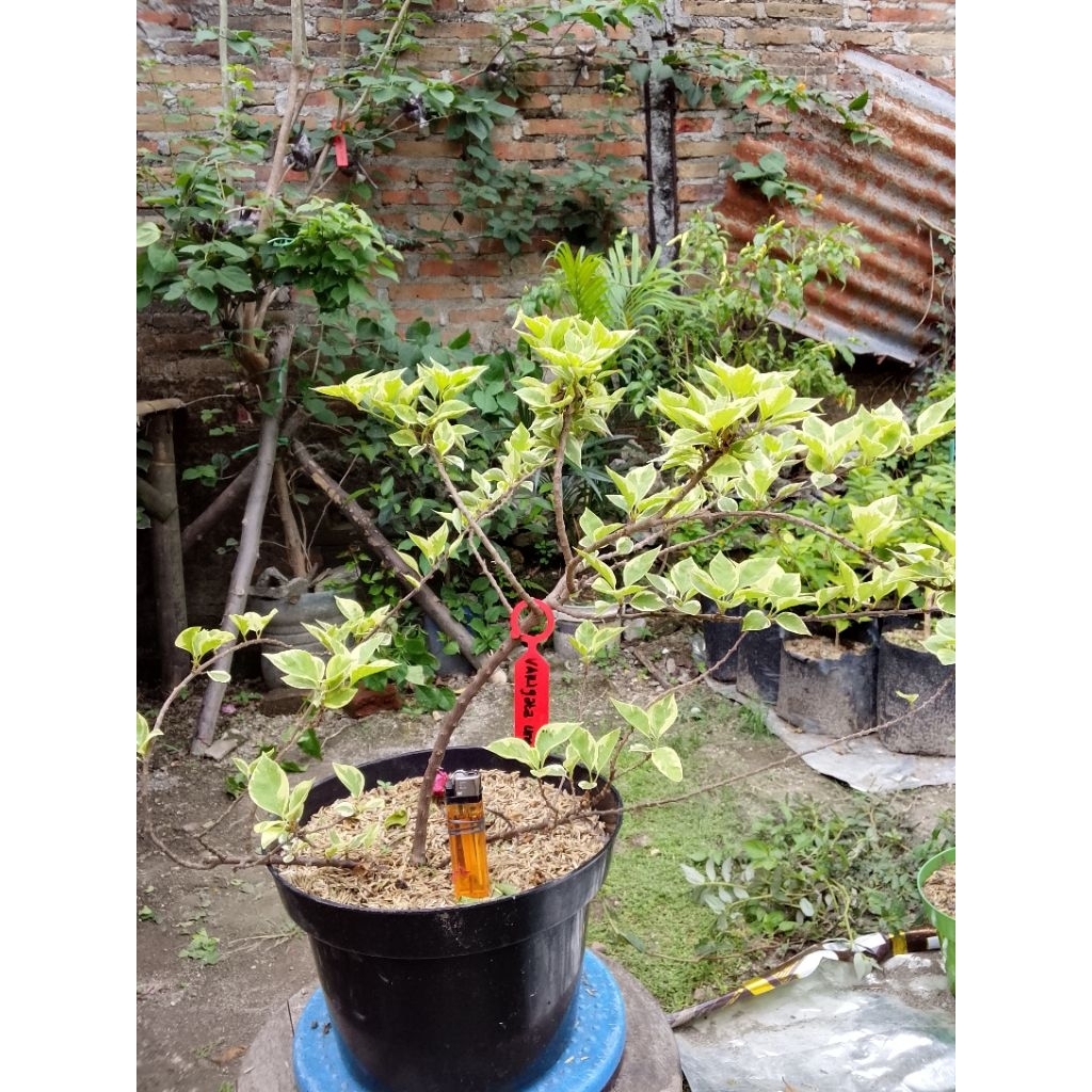 BUGENVIL SGP VARIGATA MERAH FANTA