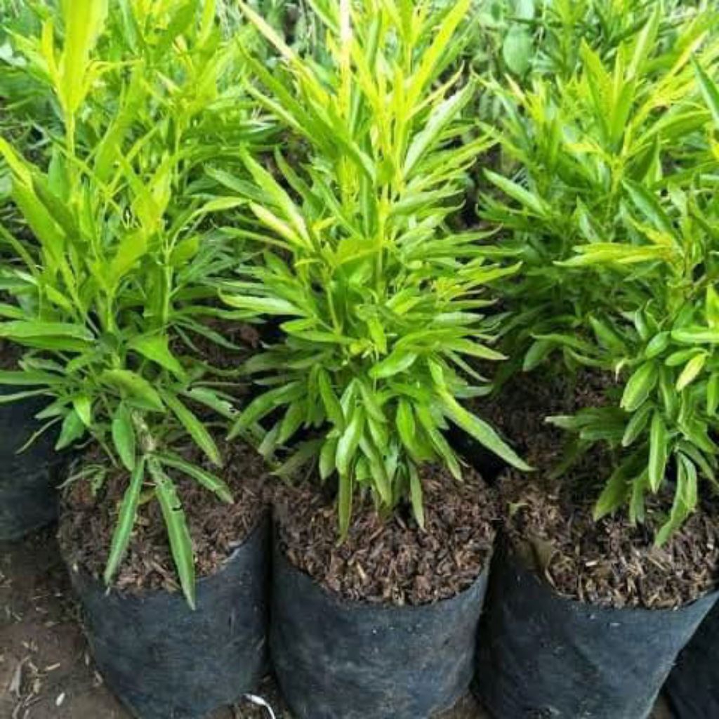 Tanaman hias zodia/bibit tanaman hias zodia