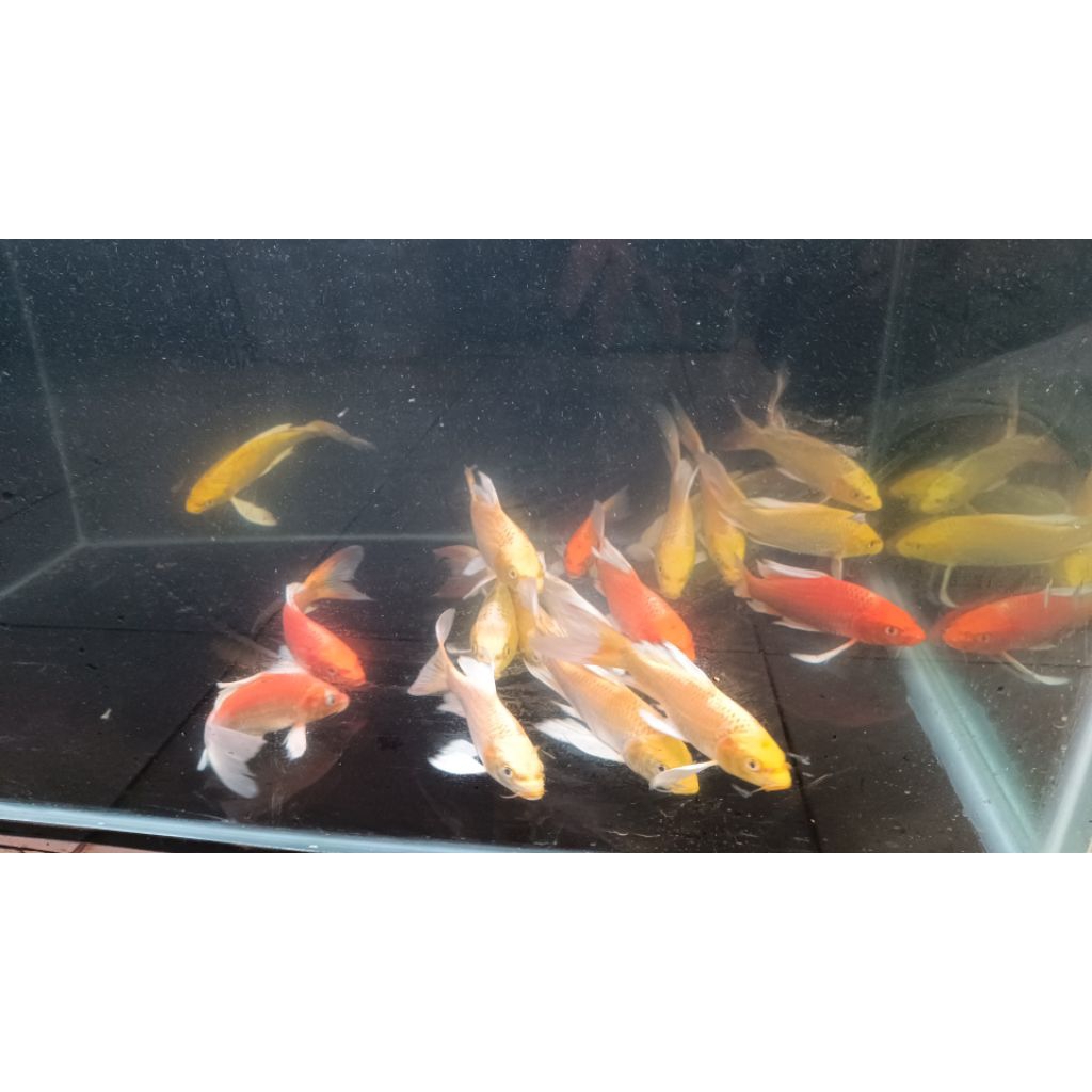 IKAN KOI Kumpai slayer