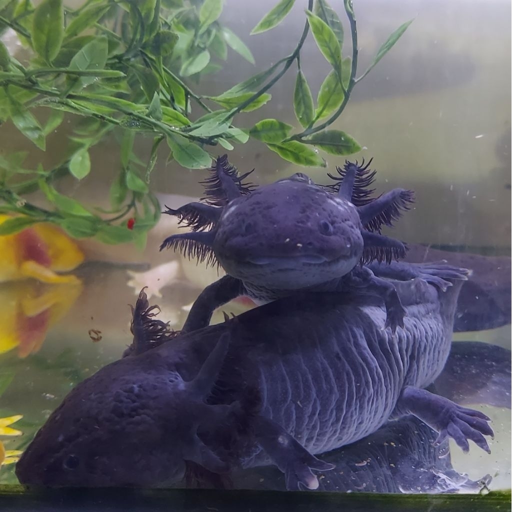 AXOLOTL DEKORASI|HIASAN AQUARIUM|MELANOID|BABY
