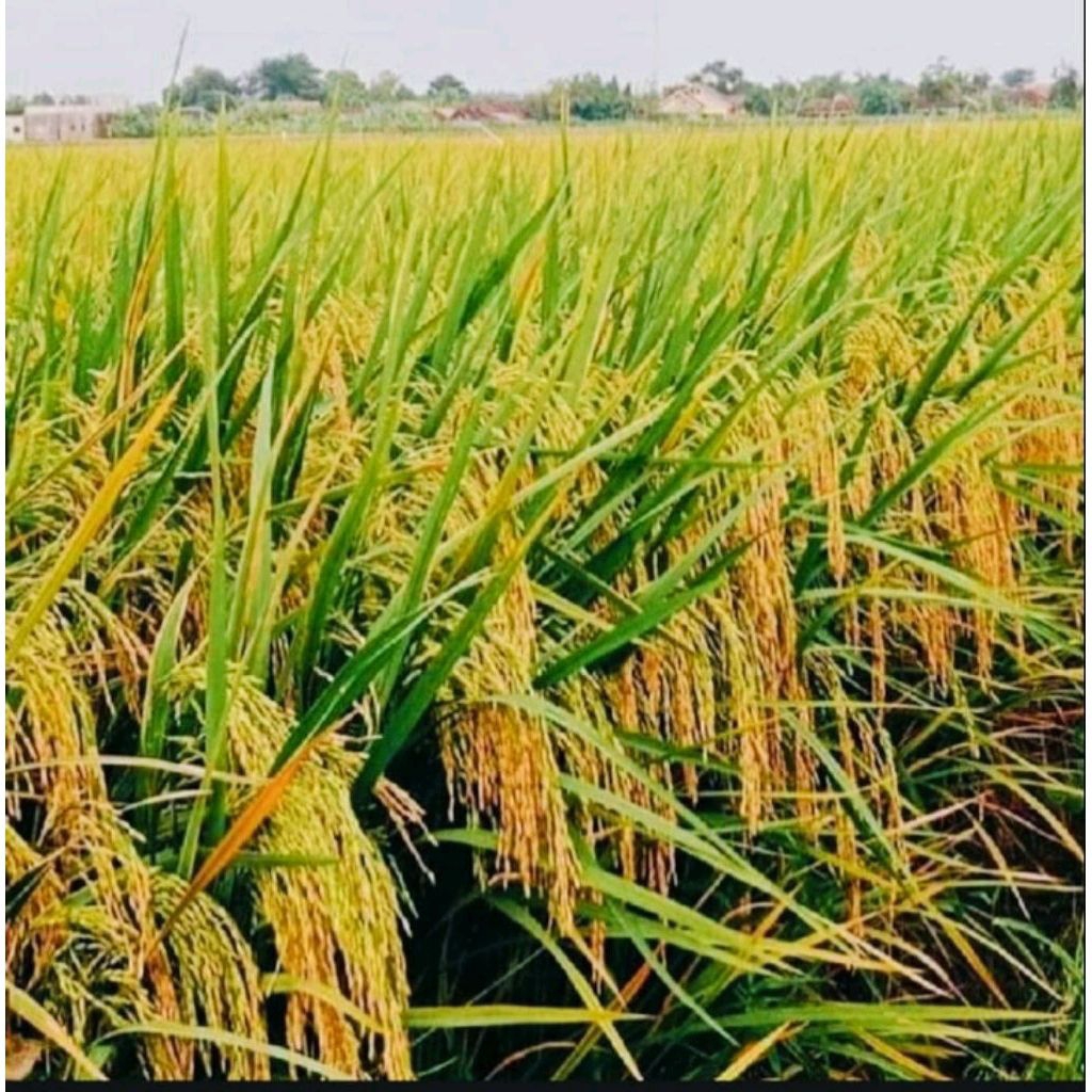 Benih Padi Cianjur Kualitas Premium Original Kemasan 5 Kg