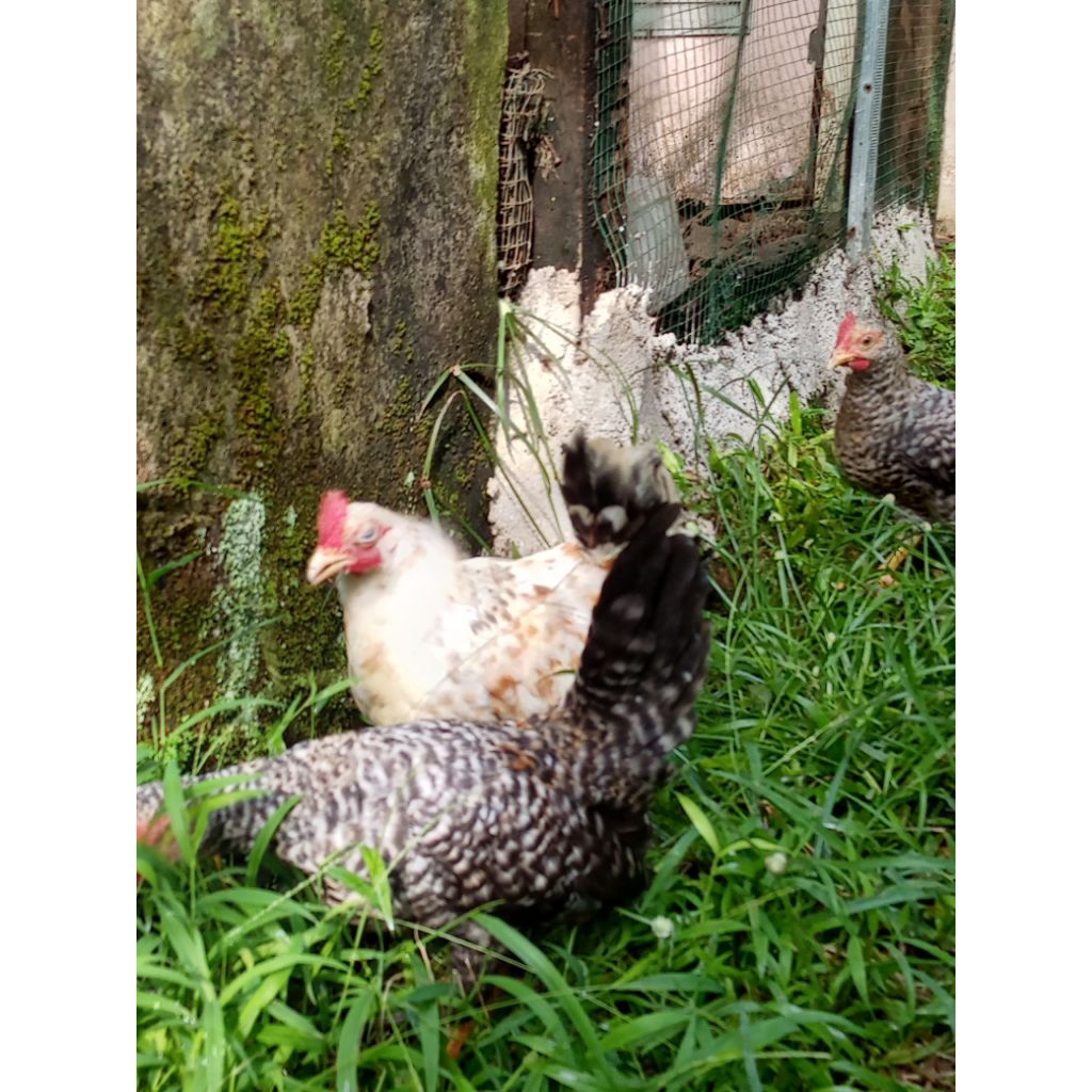 ayam Kate jali remaja jantan