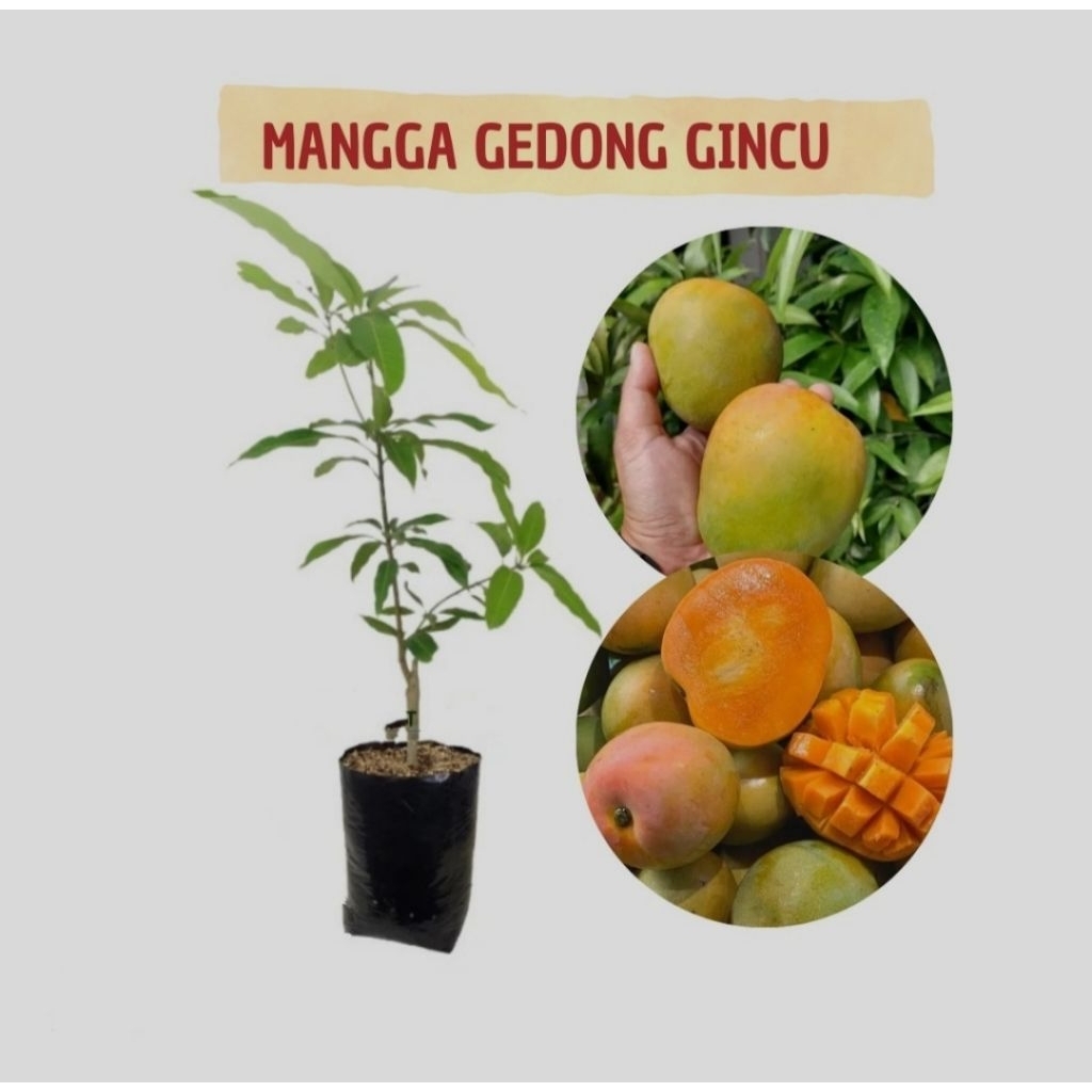 bibit mangga gedong gincu super mantap,bibit mangga gedong gincu