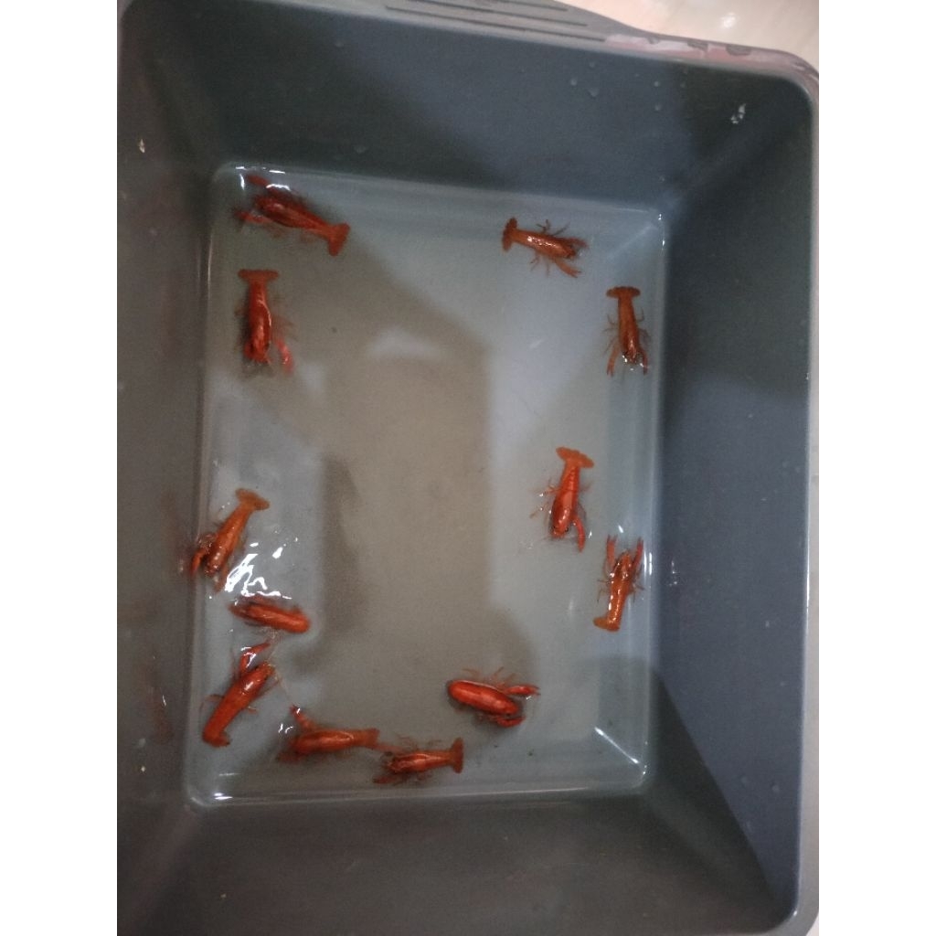 LOBSTER HIAS AIR TAWAR