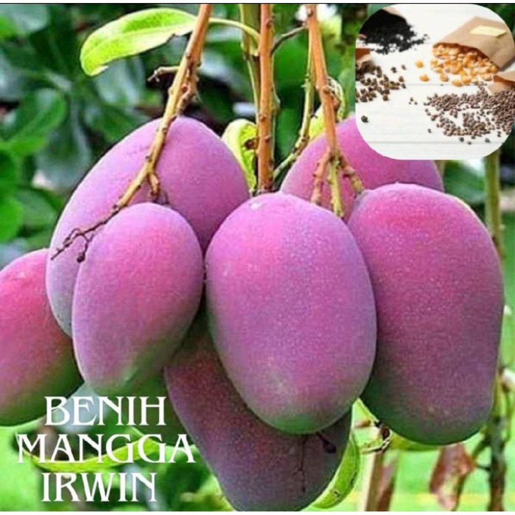 TANEMAN POHON BUAH MANGGA IRWIN UKURAN BESAR DI JAMIN SUDAH BERBUAH DAN RIMBUN SEPERTI YANG DI GAMBA