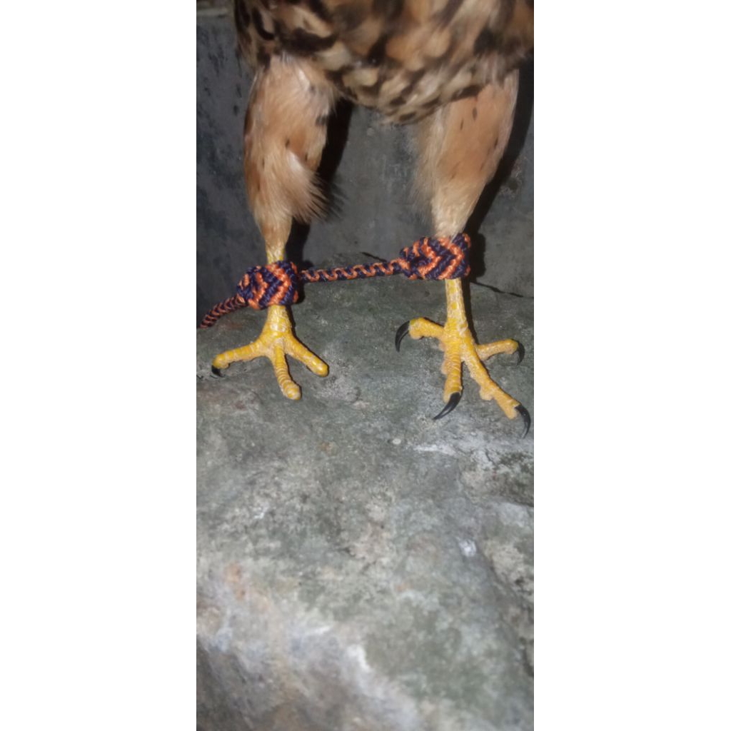 ANGKLET ARABIAN JESSE UNTUK ALAP" CAPUNG, KESTREL, BWK, KABIT, BUBO, BUFFY, TYTO ALBA, BONDOL, BK, C