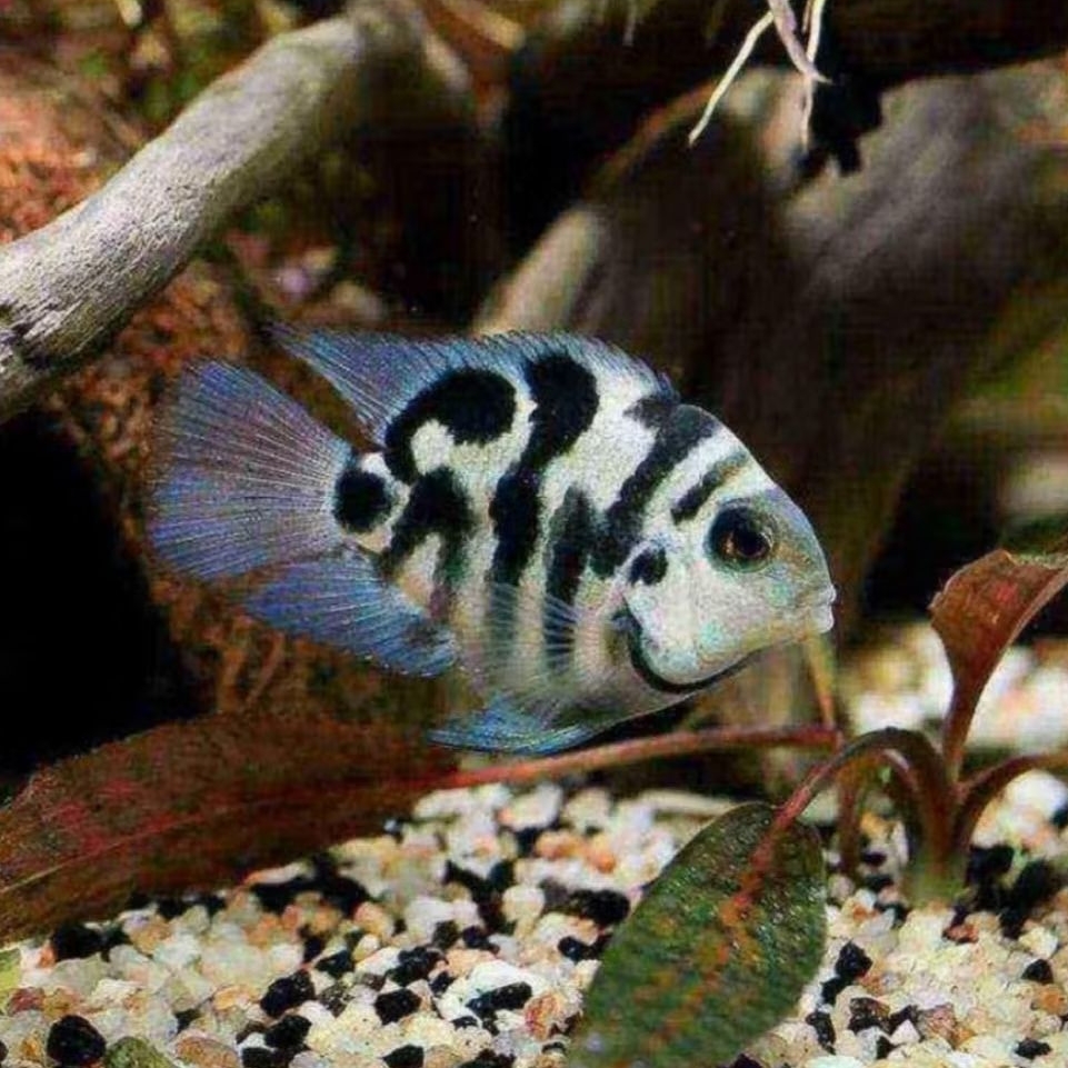 IKAN HIAS POLAR BLUE PARROT CICHLID SIZE+-2 CM [ISI 3 EKOR]