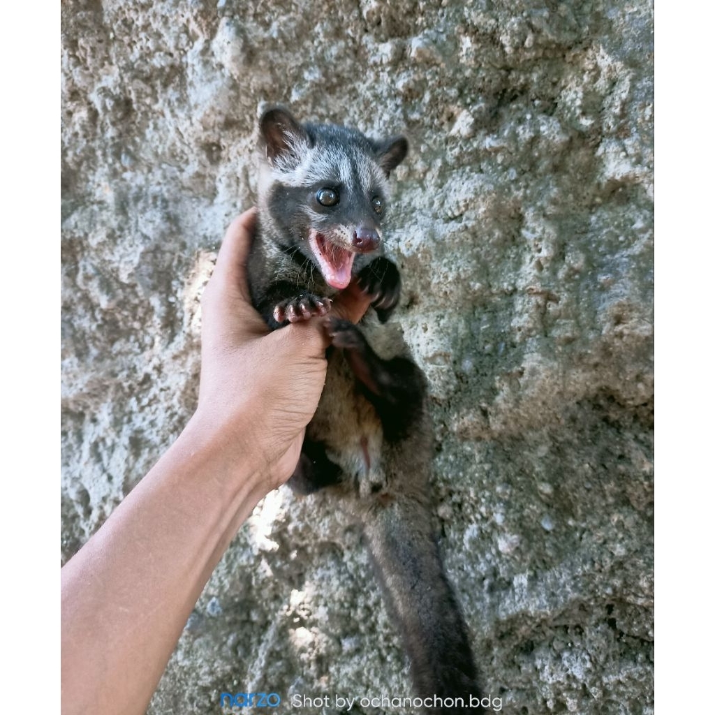 andkan musang pandan