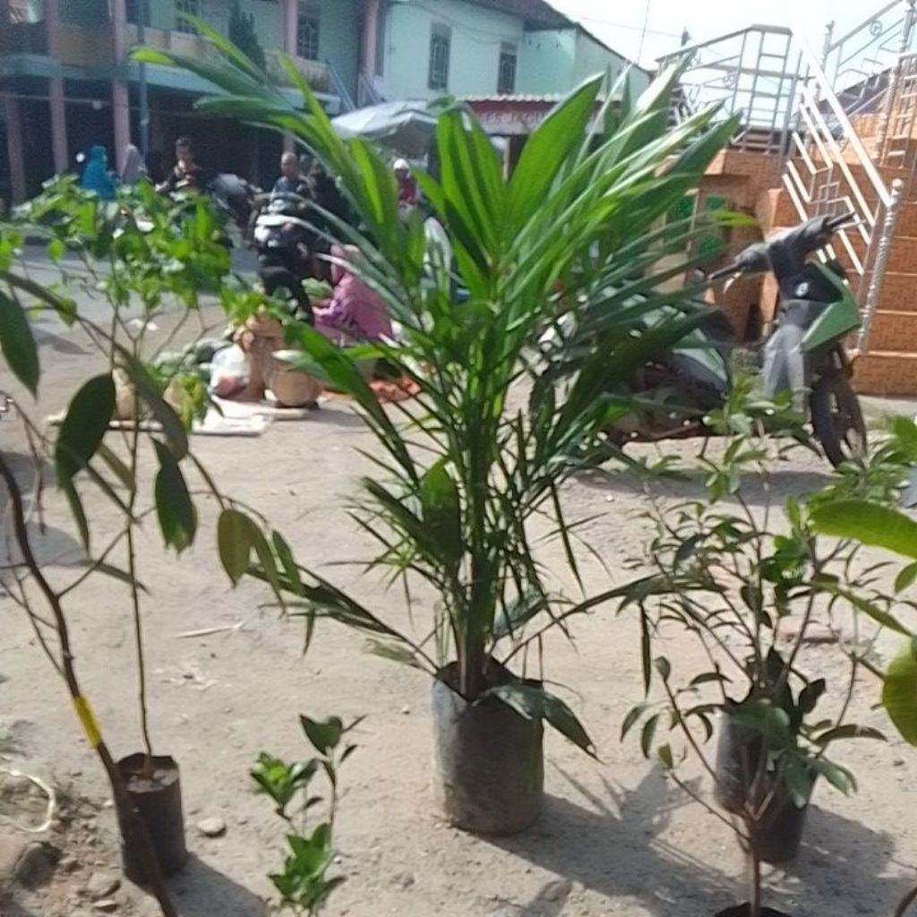 Bibit sawit Sriwijaya5