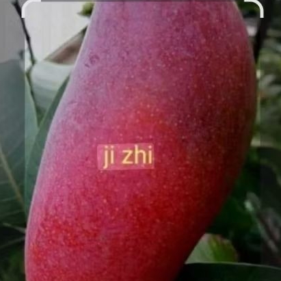 Tanaman Mangga Ji Zhi / Xi Shi