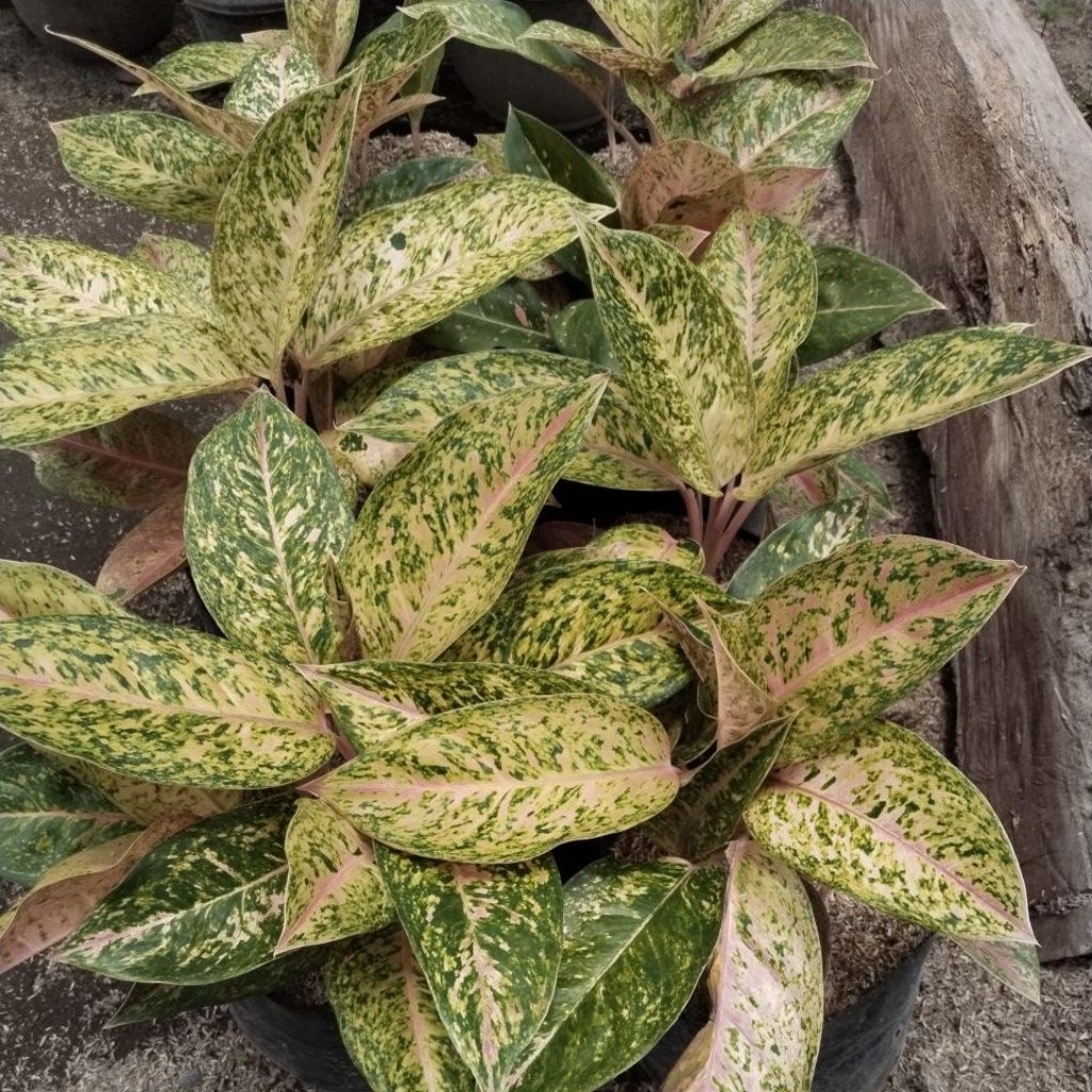 Aglonema Bigroy rimbun rumpun