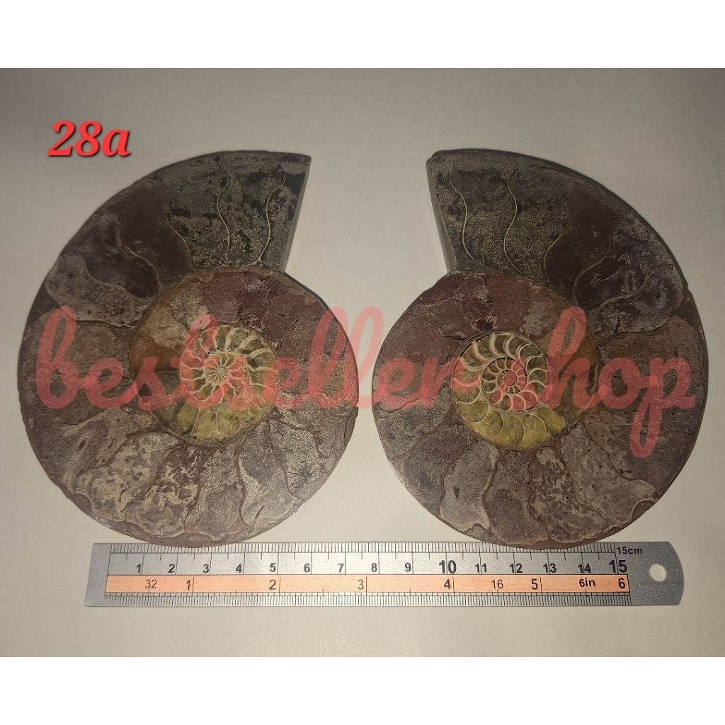 Batu Natural Ammonite Fossil - Batu Keong Fosil berat ± 477 gram, Dim ± 131x106 mm (x2)