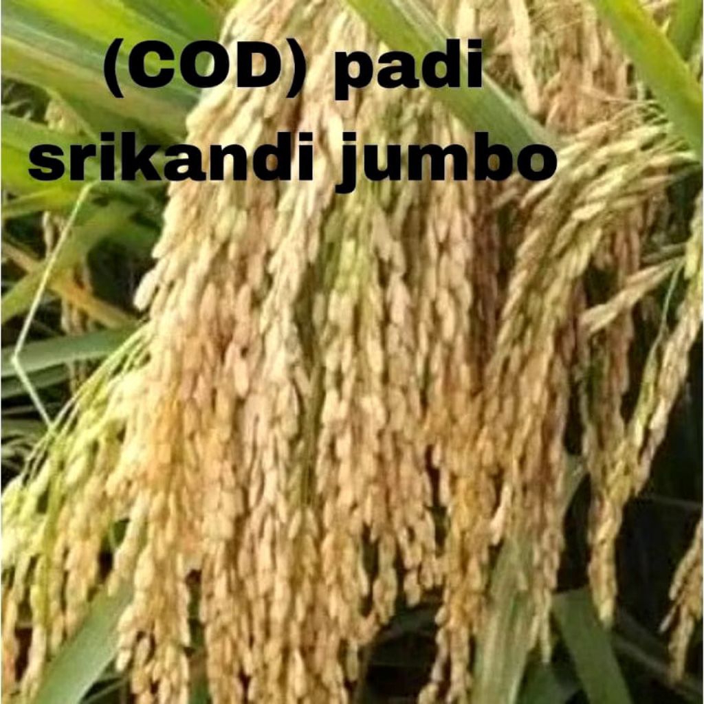 (COD) benih padi Srikandi jumbo 1kg