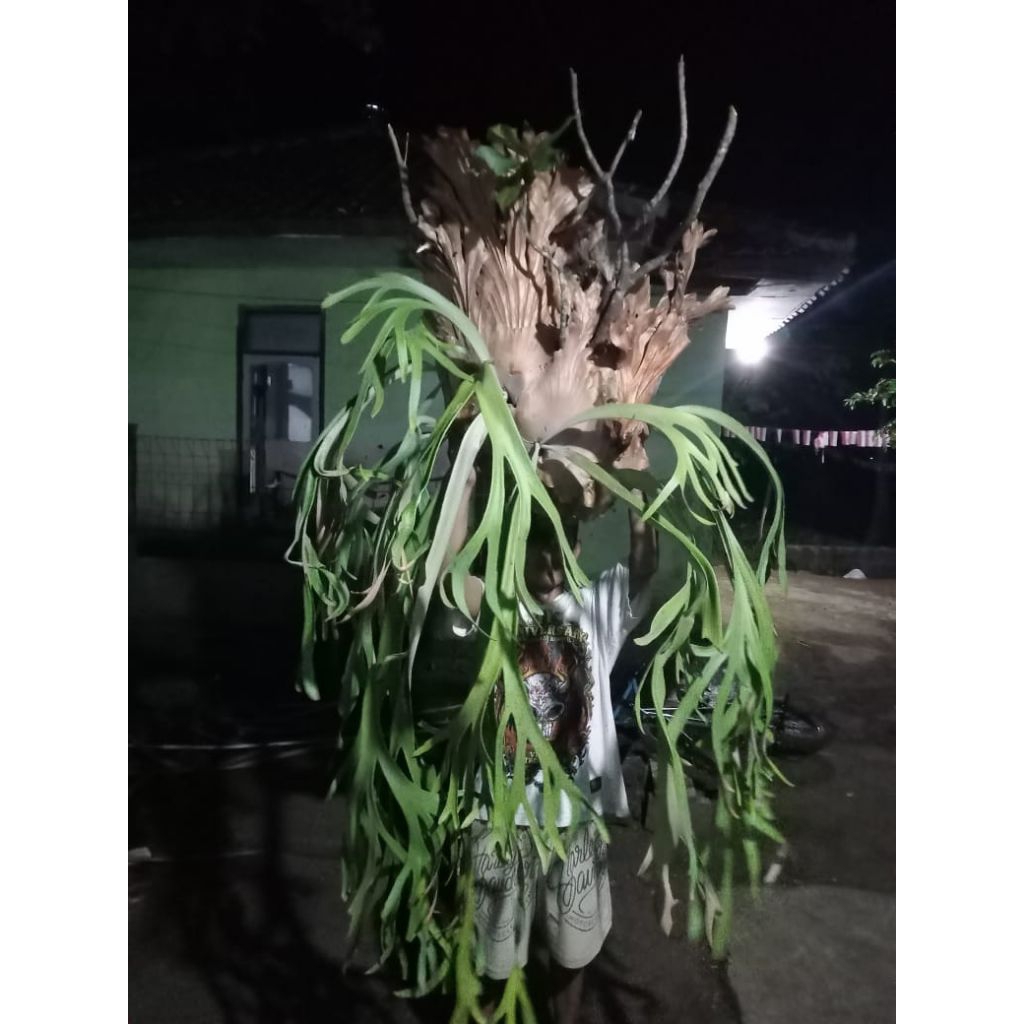 kadaka tanduk rusa/kadaka uncal platycerium coronarium indukan tanaman hias bunga jumbo