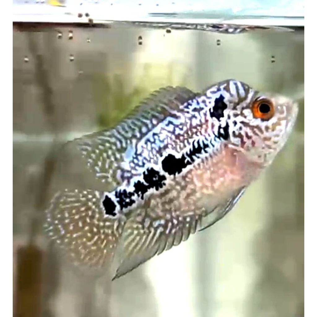 Hiasan Auarium Anakan Ikan Louhan Super Red Dragon (SRD) ukuran 4cm - 5cm Terima Partai