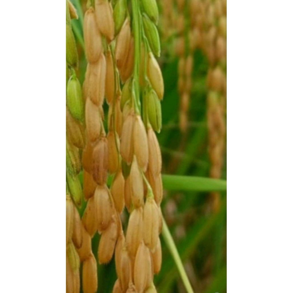 BENIH PADI INPARI 42 JUMBO KEMASAN 5KG BERKUALITAS