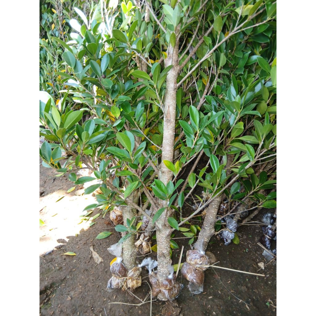 cangkokan kimeng jempol kakk 1m paket 5 btng